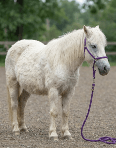 Two hands gently massaging the back of a brown and white horse.